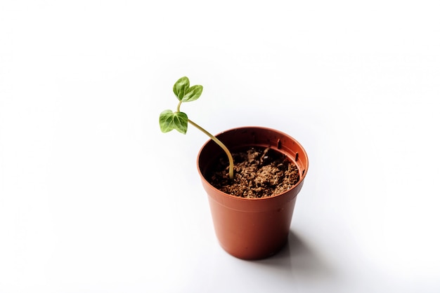 Kleine spruit in een bruine bloempot op een witte muur met plaats voor tekst.