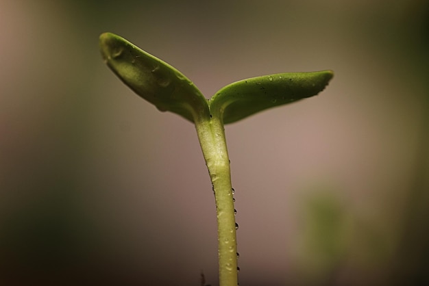 Kleine spruit uit zaden