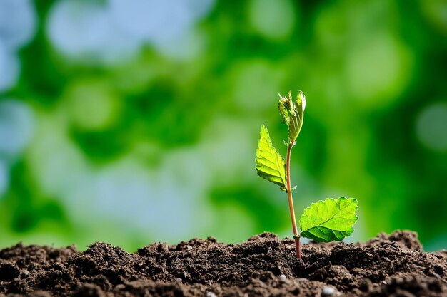 Kleine spruit van een plant die op de voorgrond uit de grond komt met onscherpe plantenachtergrond