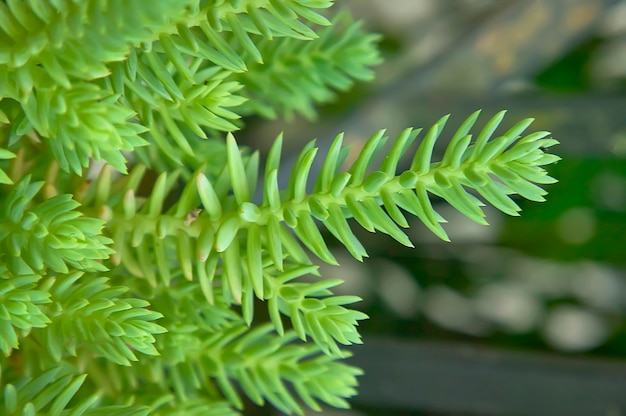 Kleine spruiten een vetplant van zeer lichtgroen van kleur