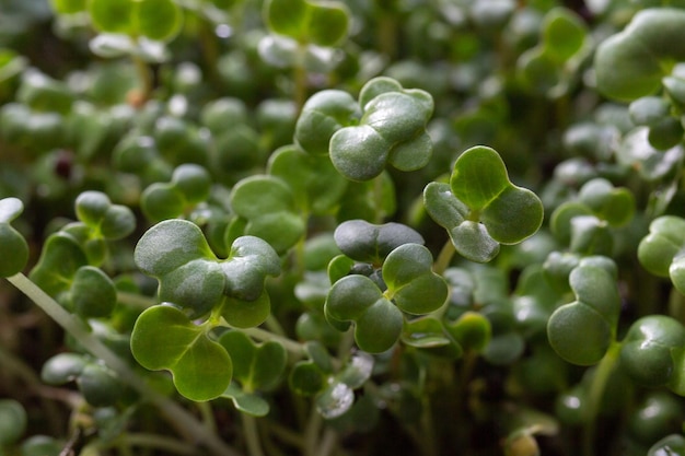 Kleine spruiten van microgreens close-up macro