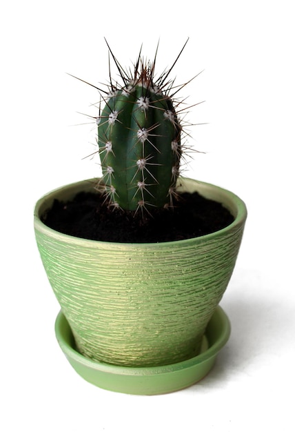 Kleine stekelige cactus in een groene pot geïsoleerd op een witte achtergrond