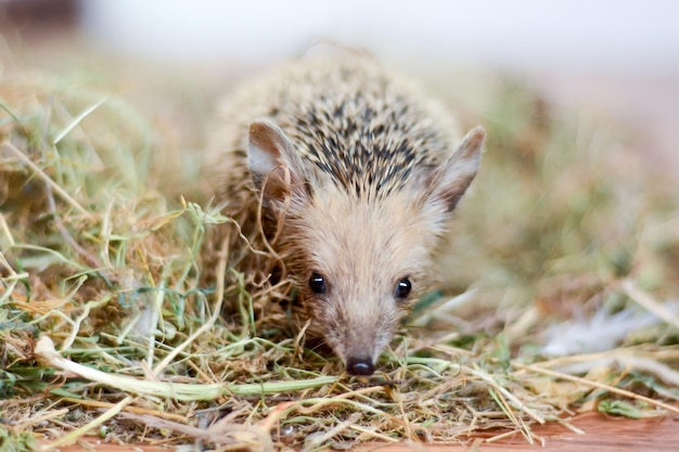 Foto kleine stekelige egel