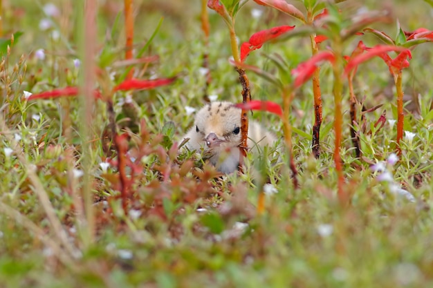 Foto kleine stern sternula albifrons mooie babyvogels van thailand