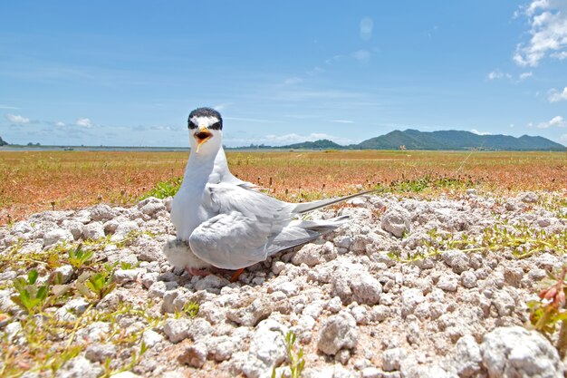 Kleine stern Sternula albifrons Prachtige vogels van Thailand