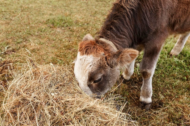 Kleine stier eet hooi op de grond