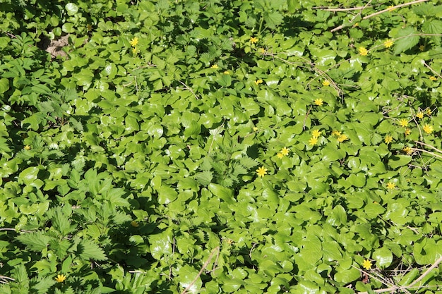 Kleine stinkende gouwe groeit in het bos Struikhout van lentebloemen Gele bloemen van kleine stinkende gouwe