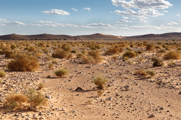 Foto kleine struiken in de sahara woestijn