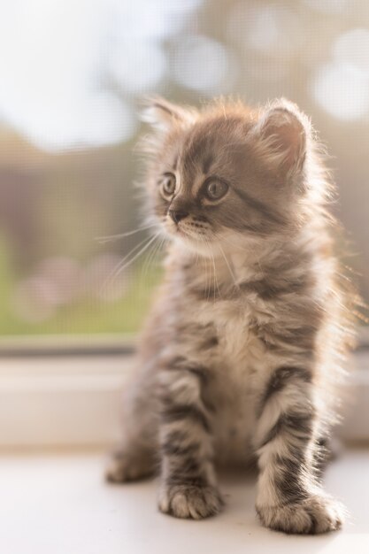 Kleine tabby kitten in huis