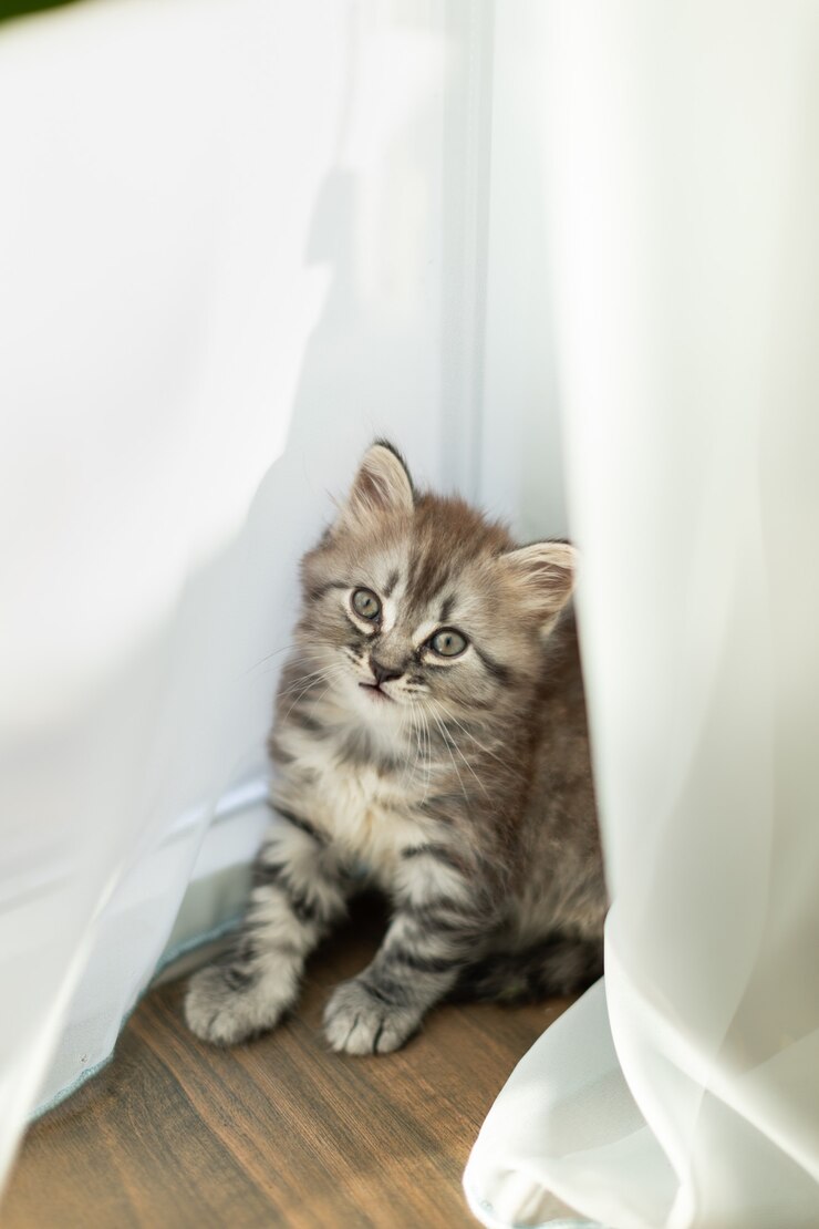 Kleine tabby kitten in huis