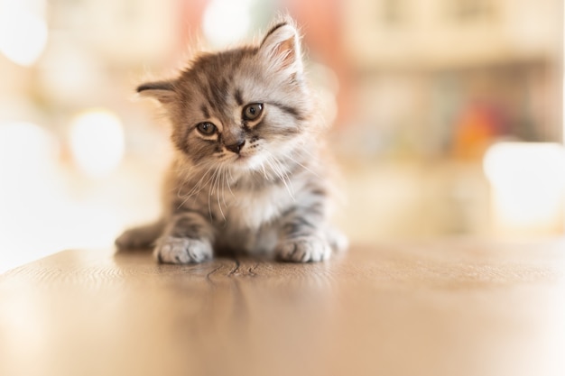 Kleine tabby kitten in huis