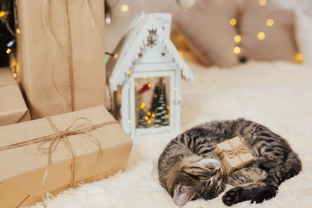 Kleine tabby kitten slapen met kleine geschenkdoos.