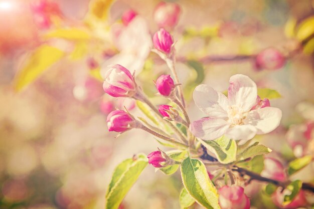 Kleine tak van appelboom met veel bloemen