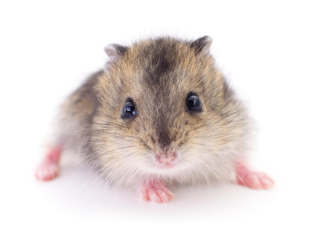 Kleine tamme hamster