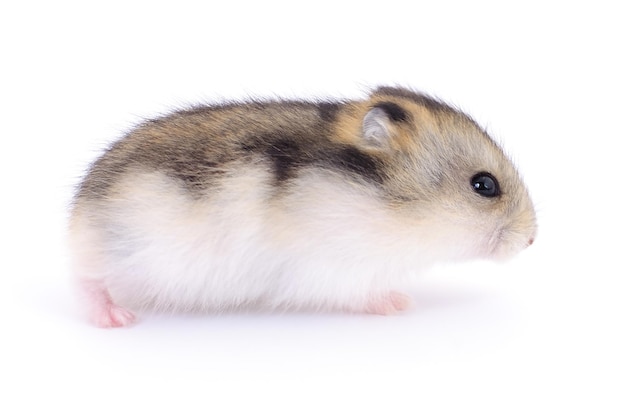 Kleine tamme hamster