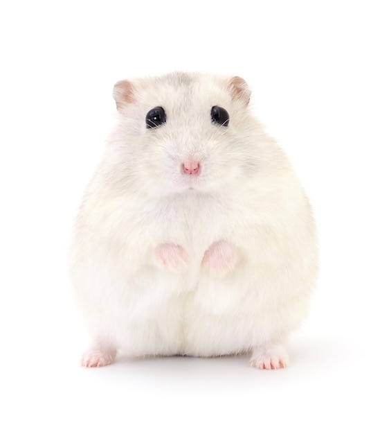 Kleine tamme hamster