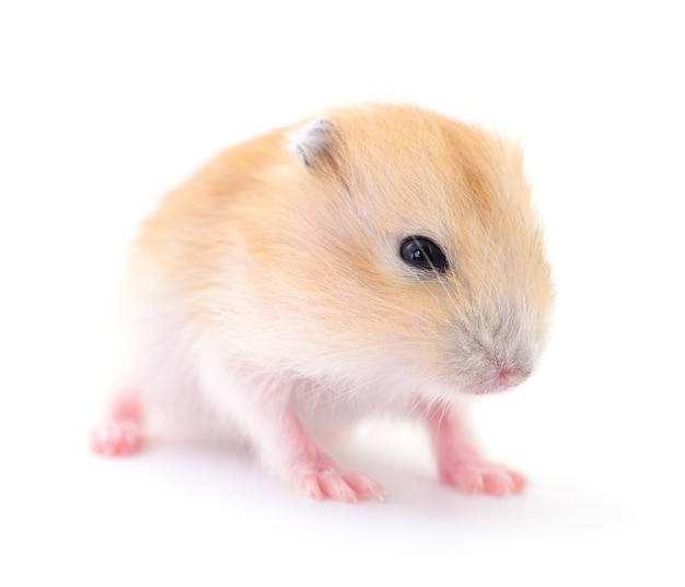 Kleine tamme hamster