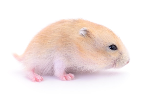 Kleine tamme hamster