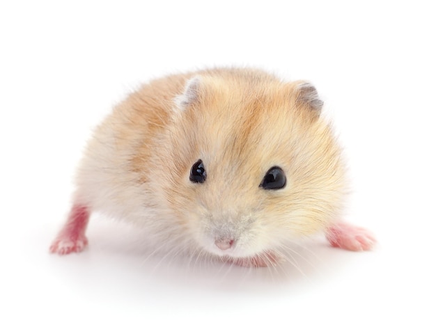 Kleine tamme hamster