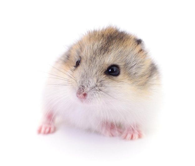 Kleine tamme hamster