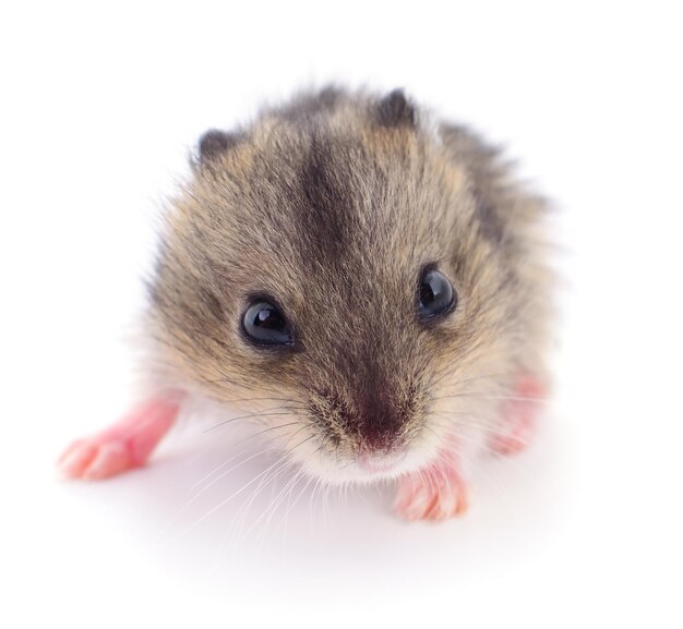 Kleine tamme hamster