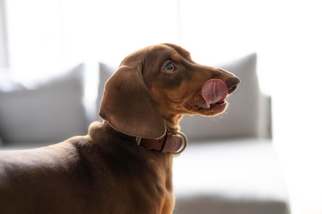 Kleine teckelhond die zijn lippen likt