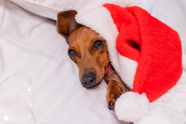 kleine teckelhond in een kerstmanhoed slaapt in een wit bed