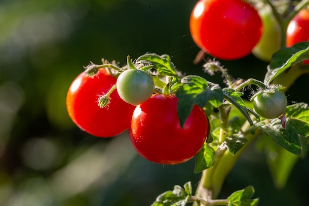Kleine tomaten hangen aan een tak op een zonnige zomerdag macrofotografie