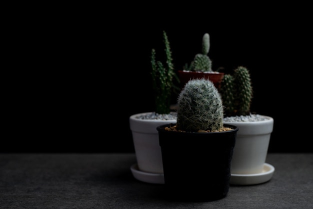 Kleine tuin in huis Cactus op bureau 's nachts Copyspace