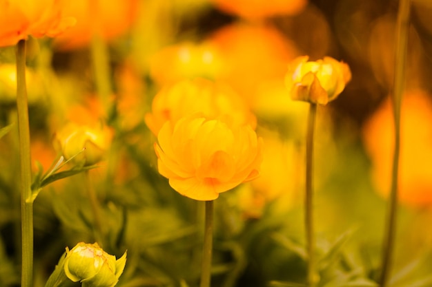 Kleine tuin in volle bloei in het vroege voorjaar.