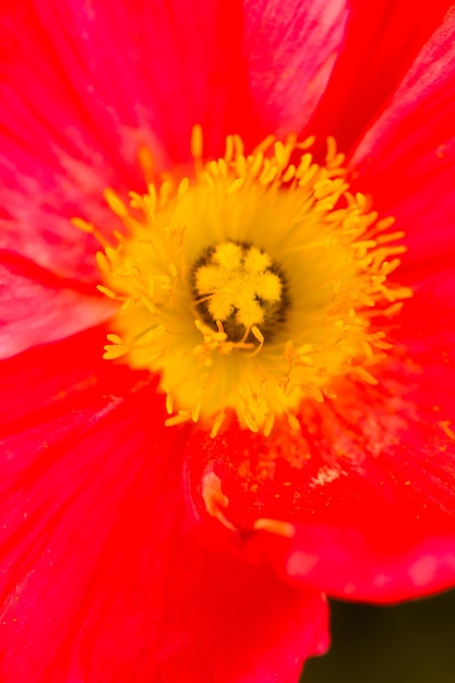 Kleine tuin in volle bloei in het vroege voorjaar.