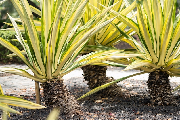 Kleine tuin met palmbomen.