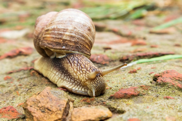 Kleine tuin slak in schelp kruipend op natte weg slak haast u naar huis slak slak bestaat uit eetbaar smakelijk voedsel opgerolde schelp om het lichaam te beschermen natuurlijke dierlijke slak in schelp slak kruipend in de grote wilde natuur