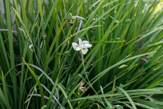 Kleine twee weken lelie witte bloem