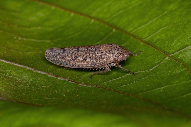Kleine typische Leafhopper van de stam Gyponini