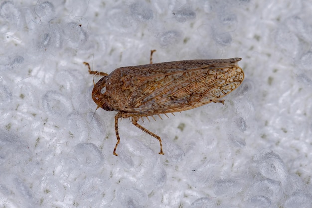 Kleine typische Leafhopper van de stam Gyponini