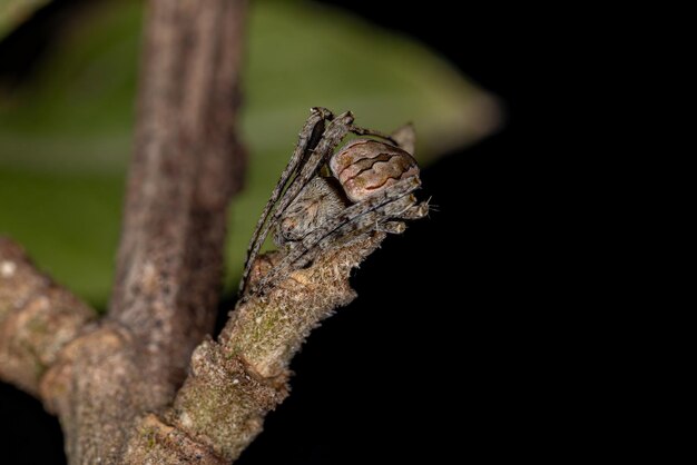 Kleine typische orbweaver van het geslacht Acacesia