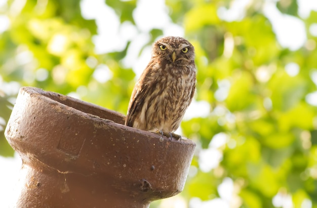 Kleine uil zit op een pijp