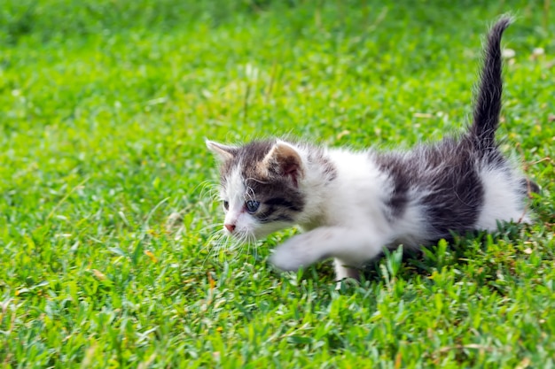 Kleine verdwaalde kitten spelen op het gras