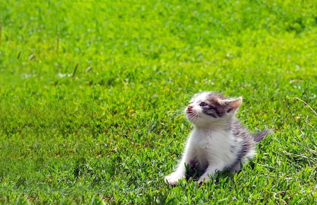 Kleine verdwaalde kitten spelen op het gras