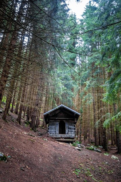 Kleine verlaten houten hut in een diep donker dennenbos