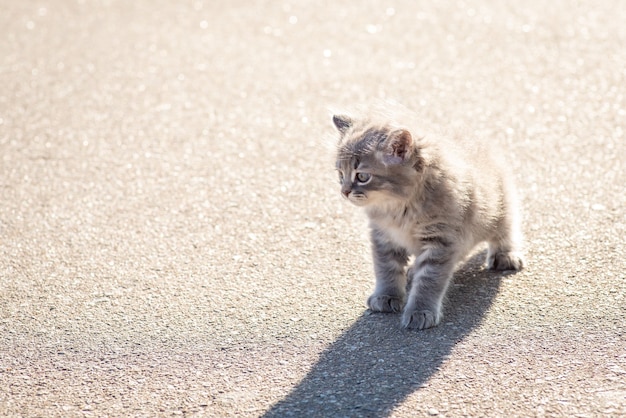 Kleine verlaten kitten wandelen buiten op asfaltweg. Kleine grijze eenzame kat