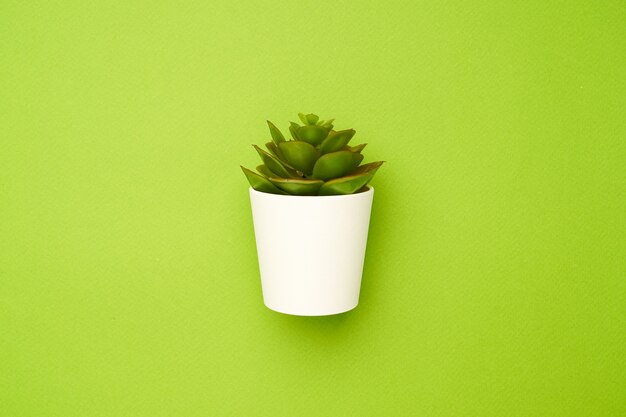 Kleine vetplant op een groene, minimale eenvoudige compositie