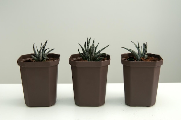 kleine vetplanten in potten op een witte tafel