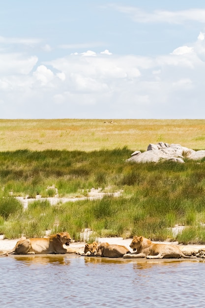 Kleine vijver en leeuwen. landschappen van tanzania, afrika