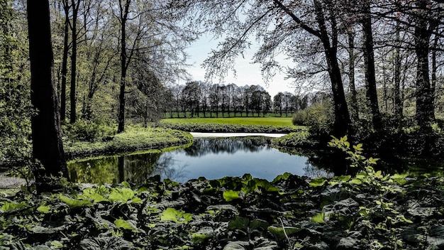 Kleine vijver te midden van bomen op het veld
