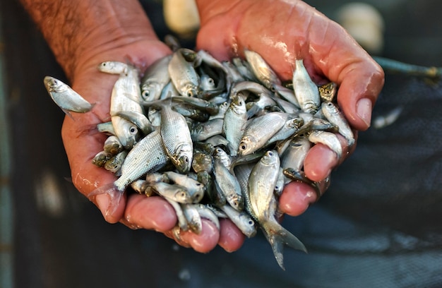 Kleine vis fingerlings in de handen van werknemer op viskwekerij.