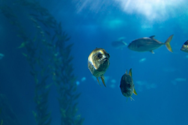 Kleine vissen in een blauw groot aquarium