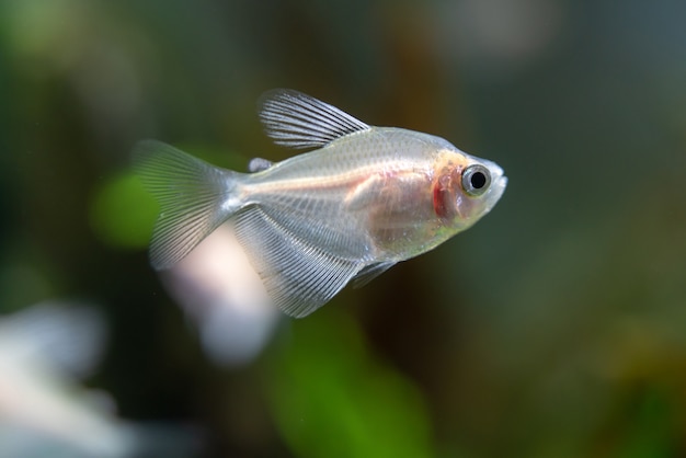 Kleine vissen in het aquarium.