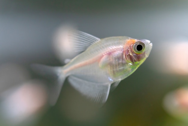 Kleine vissen in het aquarium.